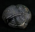 Very Detailed Enrolled Barrandeops (Phacops) Trilobite #4741-2